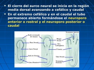  El cierre del surco neural se inicia en la región
media dorsal avanzando a cefálico y caudal
 En el extremo cefálico y en el caudal el tubo
permanece abierto formándose el neuroporoneuroporo
anterior o rostral y el neuroporo posterior oanterior o rostral y el neuroporo posterior o
caudalcaudal
 