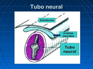 Tubo neuralTubo neural
Tubo
neural
Ectodermo
Crestas
neurales
 