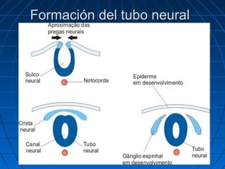 Formación del tubo neuralFormación del tubo neural
 