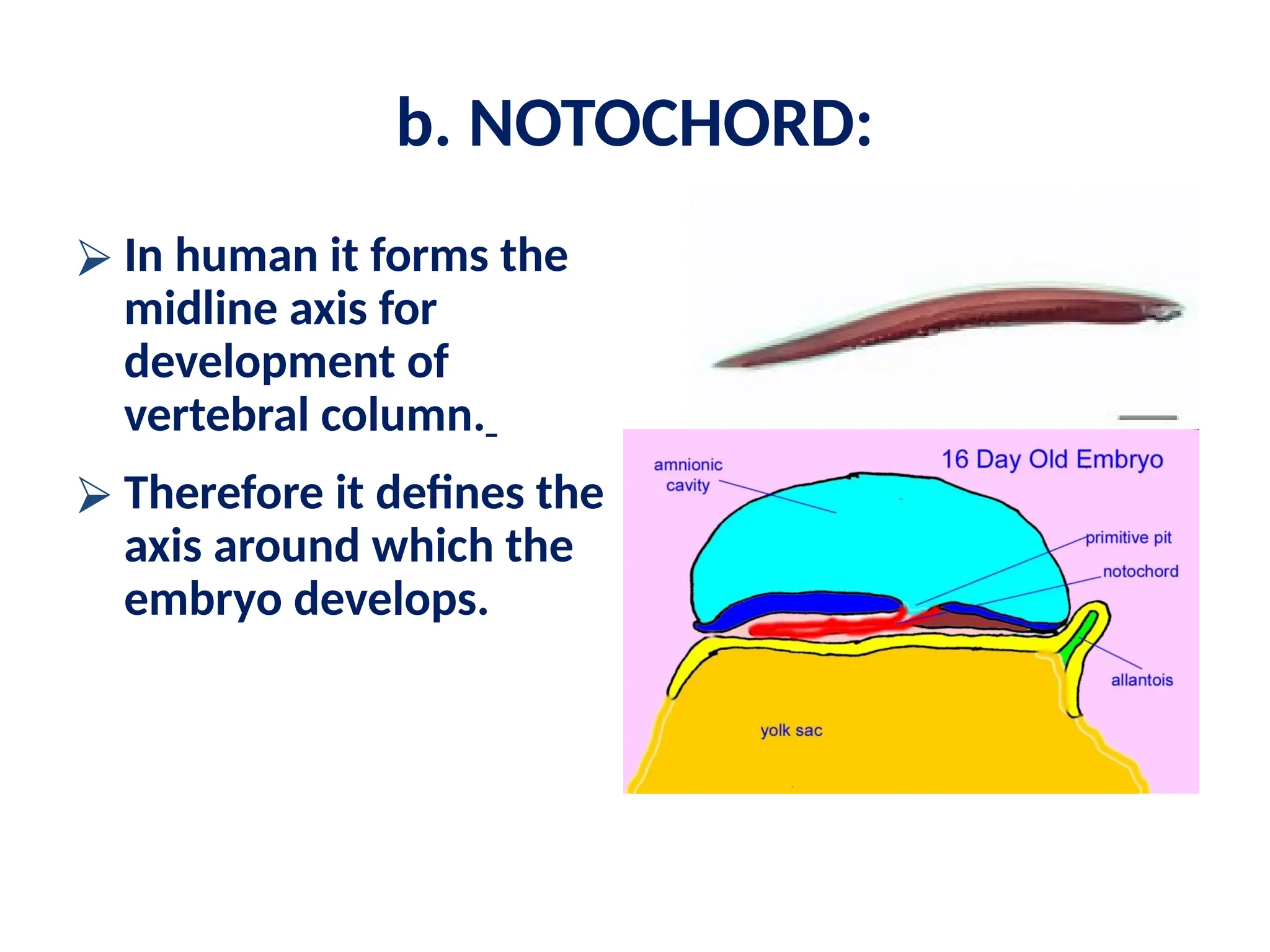 b. NOTOCHORD:
⮚ In human it forms the
midline axis for
development of
vertebral column.
⮚ Therefore it defines the
axis around which the
embryo develops.
 