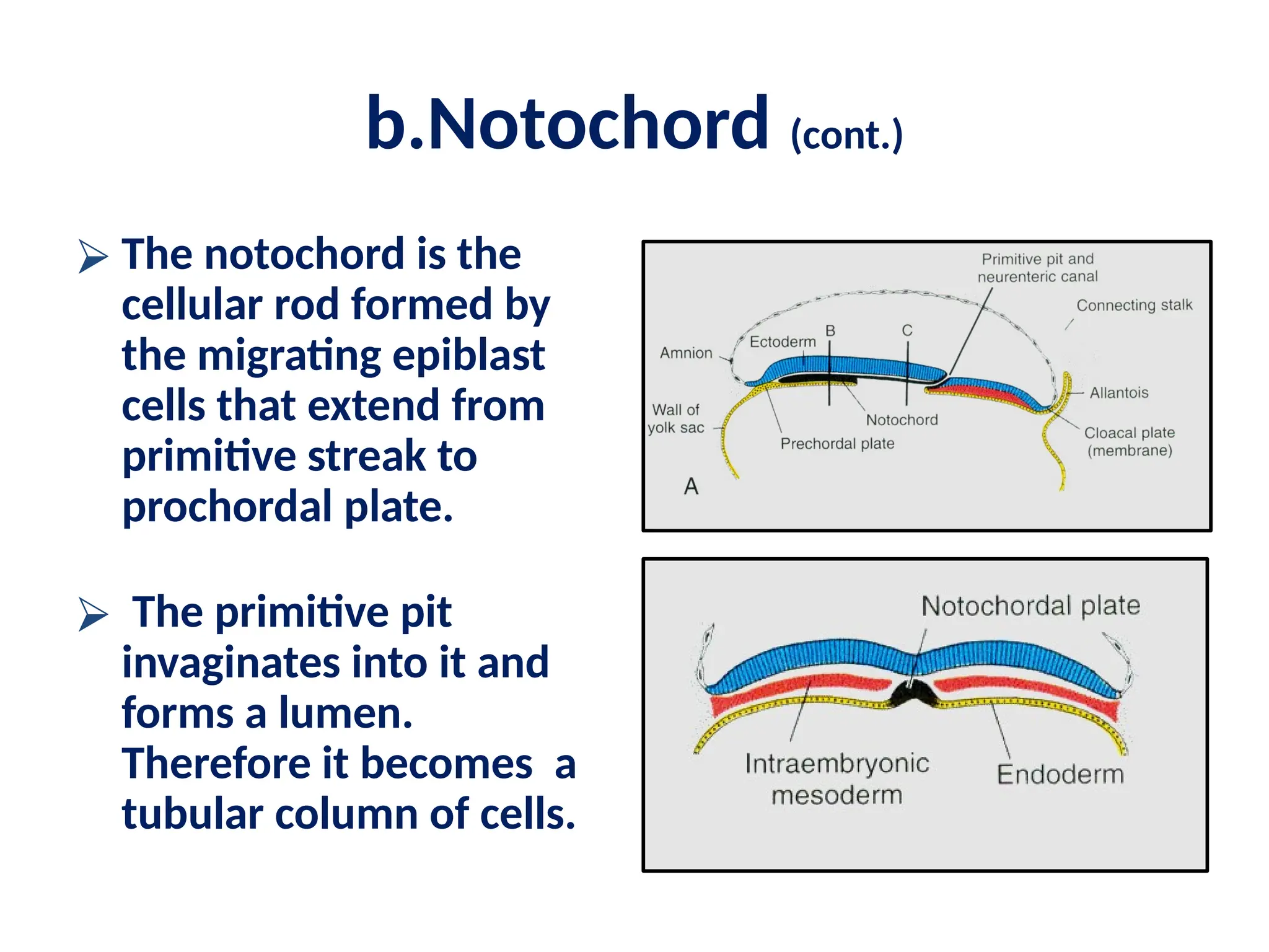 b.Notochord (cont.)
⮚ The notochord is the
cellular rod formed by
the migrating epiblast
cells that extend from
primitive streak to
prochordal plate.
⮚ The primitive pit
invaginates into it and
forms a lumen.
Therefore it becomes a
tubular column of cells.
 
