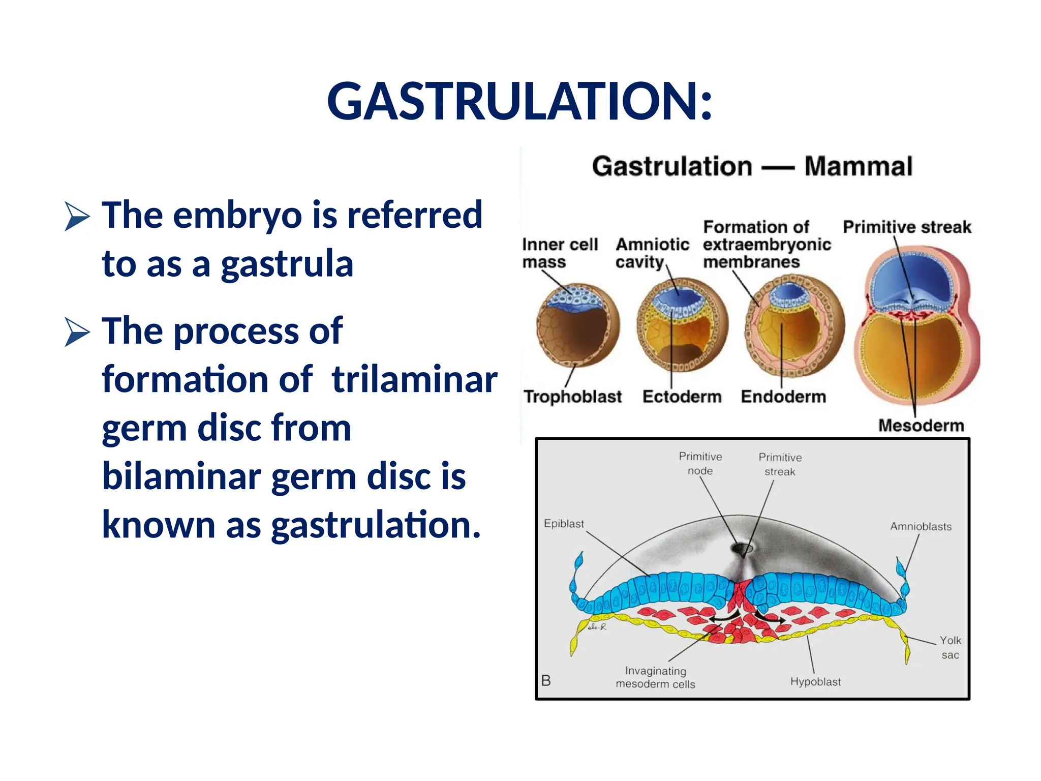 GASTRULATION:
⮚ The embryo is referred
to as a gastrula
⮚ The process of
formation of trilaminar
germ disc from
bilaminar germ disc is
known as gastrulation.
 