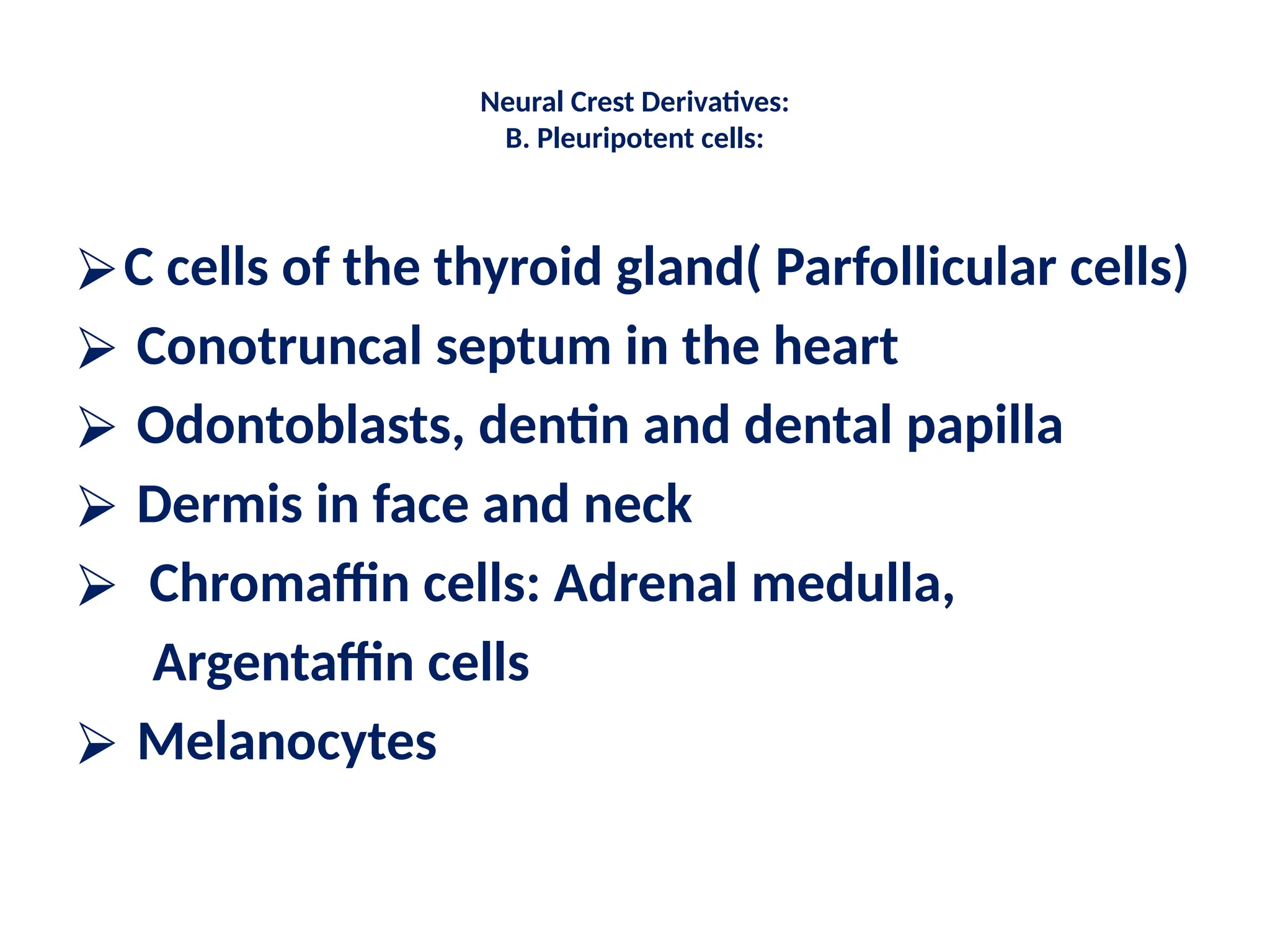 Neural Crest Derivatives:
B. Pleuripotent cells:
⮚C cells of the thyroid gland( Parfollicular cells)
⮚ Conotruncal septum in the heart
⮚ Odontoblasts, dentin and dental papilla
⮚ Dermis in face and neck
⮚ Chromaffin cells: Adrenal medulla,
Argentaffin cells
⮚ Melanocytes
 