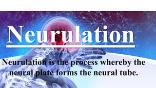 Neurulation
Neurulation is the process whereby the
neural plate forms the neural tube.
 