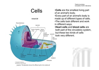 Thanks to eLibrary,
                            Consolate of USA in Barcelona




Cells   •Cells are the smallest living part
        of an animal's body.
        •Every part of an animal's body is
        made up of different types of cells.
        •The cells look different and work
        in different ways.
        •Heart cells and blood cells are
         both part of the circulatory system,
         but these two kinds of cells
         look very different.



                           Neus Lorenzo




                                 Neus Lorenzo
 