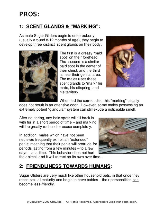 neutering sugar gliders
