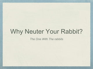 Why Neuter Your Rabbit?
The One With The rabbits
 