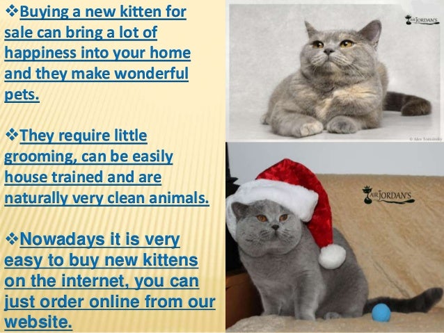 kittens for sale pets at home