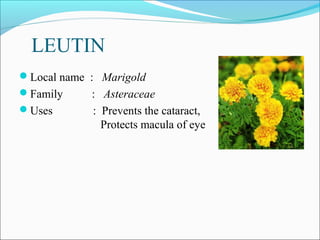 LEUTIN
Local name : Marigold
Family      : Asteraceae
Uses        : Prevents the cataract,
               Protects macula of eye
 