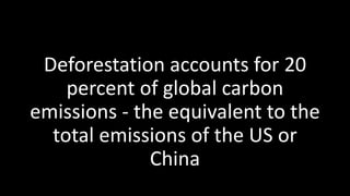 Deforestation accounts for 20
percent of global carbon
emissions - the equivalent to the
total emissions of the US or
China
 
