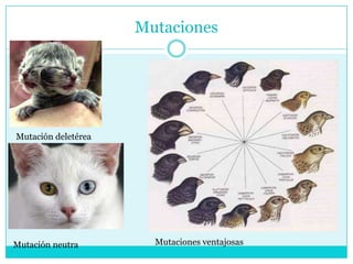 Mutaciones
Mutación deletérea
Mutación neutra Mutaciones ventajosas
 