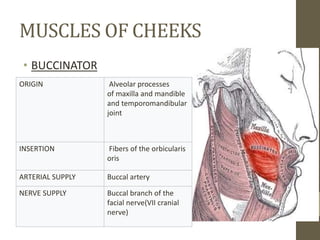 MUSCLES OF CHEEKS
• BUCCINATOR
ORIGIN Alveolar processes
of maxilla and mandible
and temporomandibular
joint
INSERTION Fibers of the orbicularis
oris
ARTERIAL SUPPLY Buccal artery
NERVE SUPPLY Buccal branch of the
facial nerve(VII cranial
nerve)
 