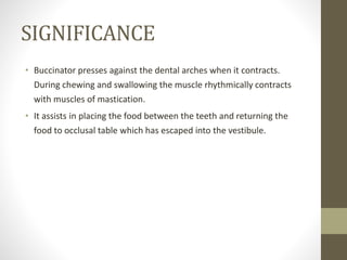 SIGNIFICANCE
• Buccinator presses against the dental arches when it contracts.
During chewing and swallowing the muscle rhythmically contracts
with muscles of mastication.
• It assists in placing the food between the teeth and returning the
food to occlusal table which has escaped into the vestibule.
 