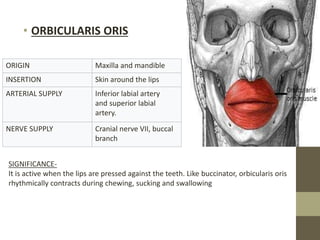• ORBICULARIS ORIS
ORIGIN Maxilla and mandible
INSERTION Skin around the lips
ARTERIAL SUPPLY Inferior labial artery
and superior labial
artery.
NERVE SUPPLY Cranial nerve VII, buccal
branch
SIGNIFICANCE-
It is active when the lips are pressed against the teeth. Like buccinator, orbicularis oris
rhythmically contracts during chewing, sucking and swallowing
 