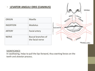 • LEVATOR ANGULI ORIS (CANINUS)
ORIGIN Maxilla
INSERTION Modiolus
ARTERY Facial artery
NERVE Buccal branches of
the facial nerve
SIGNIFICANCE-
In swallowing, helps to pull the lips forward, thus exerting forces on the
teeth and alveolar process.
 