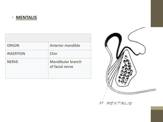 • MENTALIS
ORIGIN Anterior mandible
INSERTION Chin
NERVE Mandibular branch
of facial nerve
 