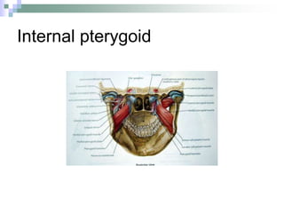 Internal pterygoid
 