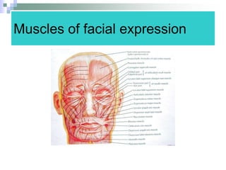 Muscles of facial expression
 