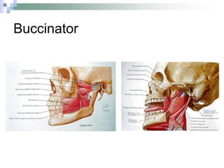 Buccinator
 