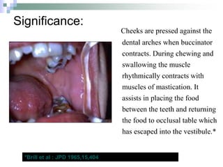 Significance:
Cheeks are pressed against the
dental arches when buccinator
contracts. During chewing and
swallowing the muscle
rhythmically contracts with
muscles of mastication. It
assists in placing the food
between the teeth and returning
the food to occlusal table which
has escaped into the vestibule.*
*Brill et al : JPD 1965,15,404
 