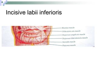 Incisive labii inferioris
 