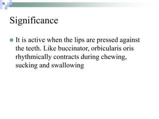 Significance
 It is active when the lips are pressed against
the teeth. Like buccinator, orbicularis oris
rhythmically contracts during chewing,
sucking and swallowing
 