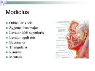 Modiolus
 Orbicularis oris
 Zygomaticus major
 Levator labii superioris
 Levator aguli oris
 Buccinator
 Triangularis
 Risorius
 Mentalis
 