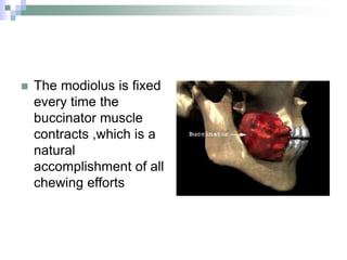  The modiolus is fixed
every time the
buccinator muscle
contracts ,which is a
natural
accomplishment of all
chewing efforts
 