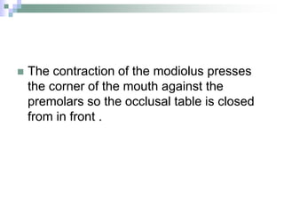 The contraction of the modiolus presses
the corner of the mouth against the
premolars so the occlusal table is closed
from in front .
 