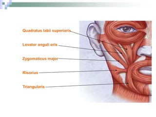 Quadratus labii superioris
Levator anguli oris
Zygomaticus major
Risorius
Triangularis
 