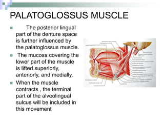 PALATOGLOSSUS MUSCLE
 The posterior lingual
part of the denture space
is further influenced by
the palatoglossus muscle.
 The mucosa covering the
lower part of the muscle
is lifted superiorly,
anteriorly, and medially.
 When the muscle
contracts , the terminal
part of the alveolingual
sulcus will be included in
this movement
 