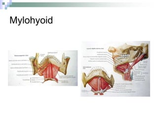Mylohyoid
 