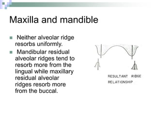 Maxilla and mandible
 Neither alveolar ridge
resorbs uniformly.
 Mandibular residual
alveolar ridges tend to
resorb more from the
lingual while maxillary
residual alveolar
ridges resorb more
from the buccal.
 
