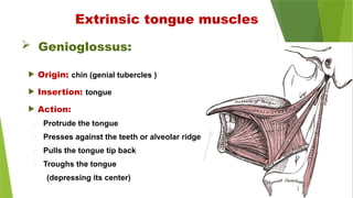  Genioglossus:
Extrinsic tongue muscles
 Origin: chin (genial tubercles )
 Insertion: tongue
 Action:
– Protrude the tongue
– Presses against the teeth or alveolar ridge
– Pulls the tongue tip back
– Troughs the tongue
(depressing its center)
 