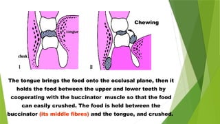 The tongue brings the food onto the occlusal plane, then it
holds the food between the upper and lower teeth by
cooperating with the buccinator muscle so that the food
can easily crushed. The food is held between the
buccinator (its middle fibres) and the tongue, and crushed.
Chewing
 