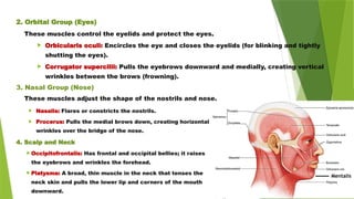 2. Orbital Group (Eyes)
These muscles control the eyelids and protect the eyes.
 Orbicularis oculi: Encircles the eye and closes the eyelids (for blinking and tightly
shutting the eyes).
 Corrugator supercilii: Pulls the eyebrows downward and medially, creating vertical
wrinkles between the brows (frowning).
3. Nasal Group (Nose)
These muscles adjust the shape of the nostrils and nose.
Mentalis
 Nasalis: Flares or constricts the nostrils.
 Procerus: Pulls the medial brows down, creating horizontal
wrinkles over the bridge of the nose.
4. Scalp and Neck
 Occipitofrontalis: Has frontal and occipital bellies; it raises
the eyebrows and wrinkles the forehead.
 Platysma: A broad, thin muscle in the neck that tenses the
neck skin and pulls the lower lip and corners of the mouth
downward.
 