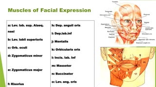 Muscles of Facial Expression
a: Lev. lab. sup. Alaeq.
nasi
b: Lev. labii superioris
c: Orb. oculi
d: Zygomaticus minor
e: Zygomaticus major
f: Risorius
h: Dep. anguli oris
i: Dep.lab.inf
j: Mentalis
k: Orbicularis oris
l: Incis. lab. Inf
m: Masseter
n: Buccinator
o: Lev. ang. oris
 