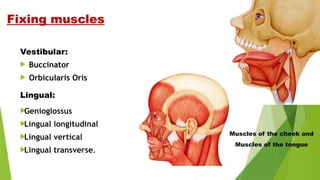 Fixing muscles
Vestibular:
 Buccinator
 Orbicularis Oris
Lingual:

Genioglossus

Lingual longitudinal

Lingual vertical

Lingual transverse.
Muscles of the cheek and
Muscles of the tongue
 