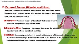 The key muscles and structures involved include:
2. External Forces (Cheeks and Lips):
Includes the orbicularis Oris, buccinator, and modiolus. These
muscles exert inward forces and dictate the buccal and labial
limits of the denture space.
Modiolus: A dense, dynamic knot of muscle at the corner of the mouth where several
facial muscles converge. It dictates the width of the denture in the premolar area and
requires careful clearance to avoid unseating the restoration
Buccinator: The main muscle of the cheek that exerts inward
pressure and positions food on the teeth.
Orbicularis Oris: The primary lip muscle that forms the anterior
boundary and affects front teeth stability.
 