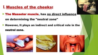  The Masseter muscle, has no direct influence
on determining the "neutral zone"
 However, It plays an indirect and critical role in the
neutral zone.
I. Muscles of the cheeks:
 