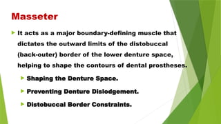  It acts as a major boundary-defining muscle that
dictates the outward limits of the distobuccal
(back-outer) border of the lower denture space,
helping to shape the contours of dental prostheses.
 Shaping the Denture Space.
 Preventing Denture Dislodgement.
 Distobuccal Border Constraints.
Masseter
 