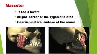 Masseter
 It has 3 layers
Origin: border of the zygomatic arch
Insertion: lateral surface of the ramus
 