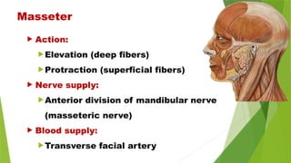 Action:
Elevation (deep fibers)
Protraction (superficial fibers)
 Nerve supply:
Anterior division of mandibular nerve
(masseteric nerve)
 Blood supply:
Transverse facial artery
Masseter
 