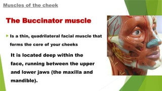  Is a thin, quadrilateral facial muscle that
forms the core of your cheeks
Muscles of the cheek
The Buccinator muscle
It is located deep within the
face, running between the upper
and lower jaws (the maxilla and
mandible).
 