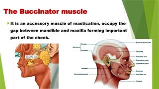 It is an accessory muscle of mastication, occupy the
gap between mandible and maxilla forming important
part of the cheek.
The Buccinator muscle
 