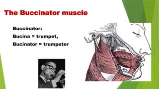 Buccinator:
Bucina = trumpet,
Bucinator = trumpeter
The Buccinator muscle
 