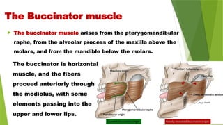  The buccinator muscle arises from the pterygomandibular
raphe, from the alveolar process of the maxilla above the
molars, and from the mandible below the molars.
The Buccinator muscle
The buccinator is horizontal
muscle, and the fibers
proceed anteriorly through
the modiolus, with some
elements passing into the
upper and lower lips.
 