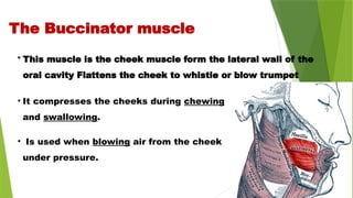 • It compresses the cheeks during chewing
and swallowing.
• Is used when blowing air from the cheek
under pressure.
The Buccinator muscle
• This muscle is the cheek muscle form the lateral wall of the
oral cavity Flattens the cheek to whistle or blow trumpet
 