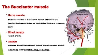 • Nerve supply:
Motor enervation is the buccal branch of facial nerve
Sensory impulses: carried by mandibular branch of trigeminal
nerve
• Blood supply:
Facial artery.
• Action:
Prevents the accumulation of food in the vestibule of mouth;
chewing and swallowing, blowing.
The Buccinator muscle
 