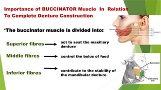 Superior fibres
Middle fibres
Inferior fibres
•The buccinator muscle is divided into:
Importance of BUCCINATOR Muscle In Relation
To Complete Denture Construction
act to seat the maxillary
denture
control the bolus of food
contribute to the stability of
the mandibular denture
 